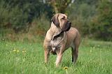FILA BRASILEIRO 039